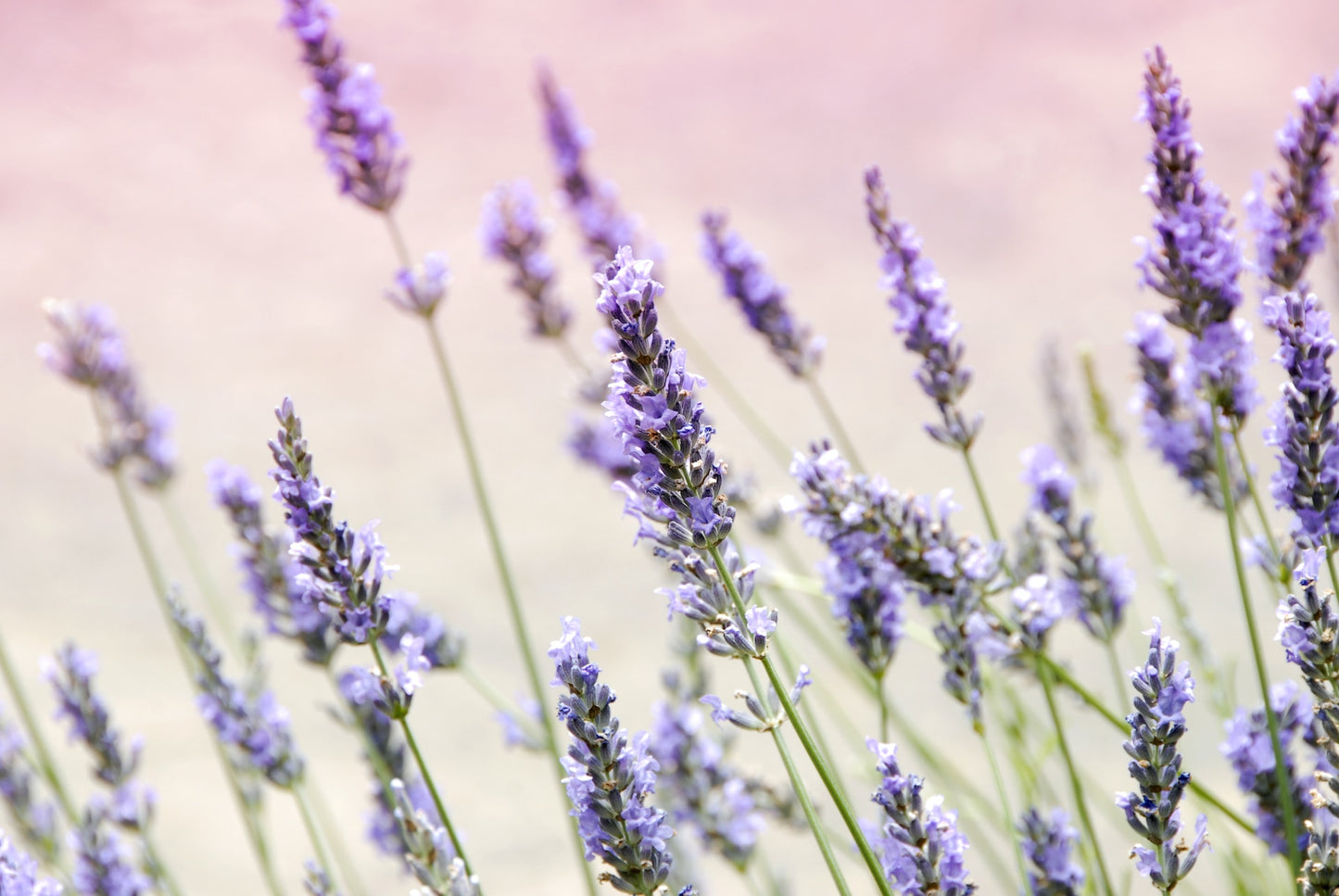 Lavender Morning Breeze Incense